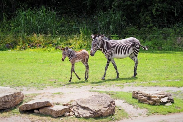 Zebrajungtier mit Mutter Layla auf der Savanne © Zoo Leipzig