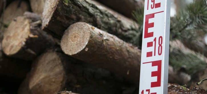 Plantagenholz, gestapelt. Foto: IG BAU
