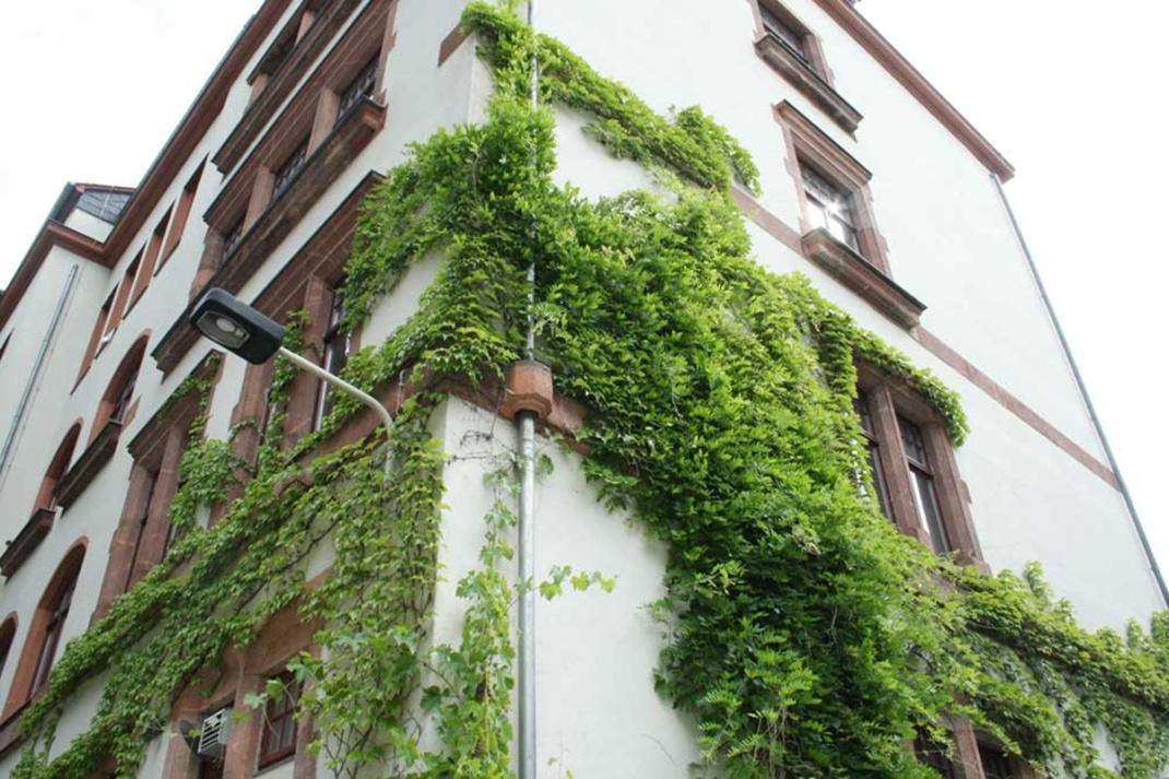 Fassadenbegrünung am Haus der Demokratie. Foto: Ralf Julke