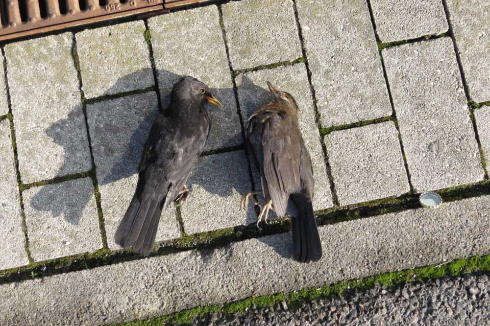 Tödlich verletztes Amselpaar an der Haltestelle Fliederhof der Linie 90. Foto: NABU Leipzig