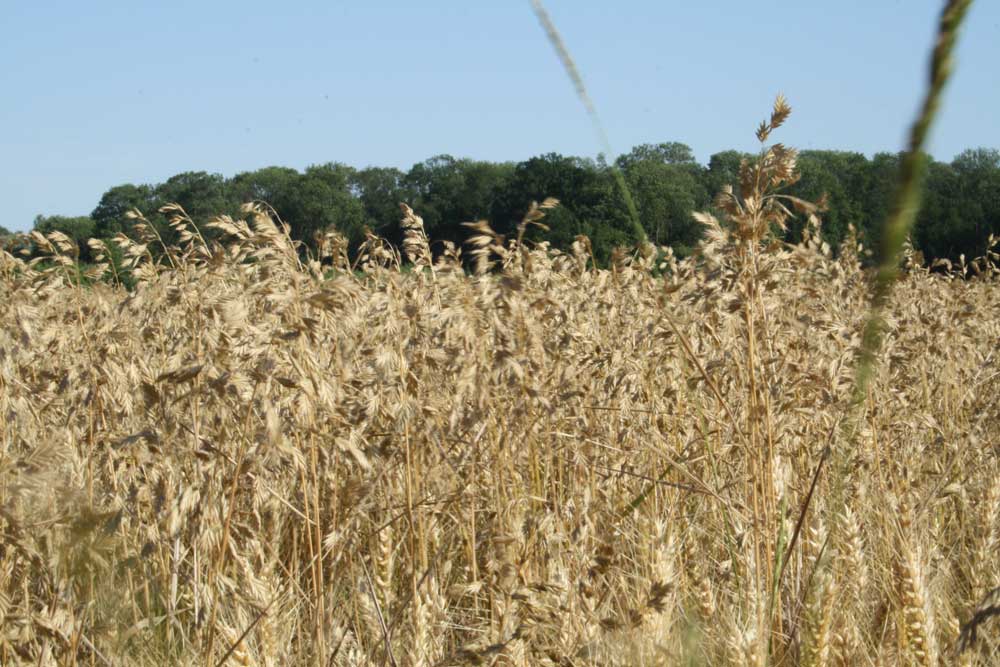 Getreidefeld bei Leipzig. Foto: Ralf Julke
