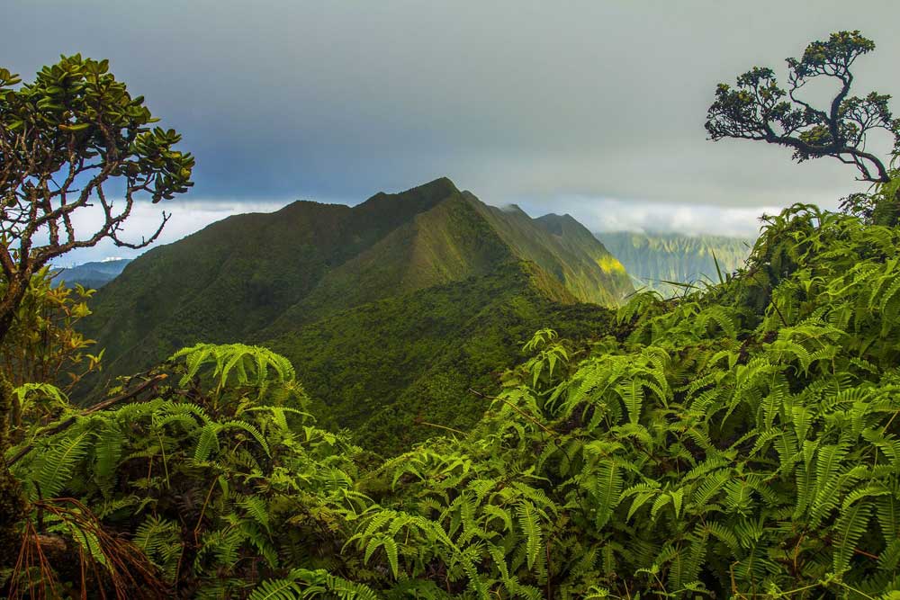Der Ko'olau auf der Insel O'ahu in Hawai'i. Forscher fanden heraus, dass dort in älteren Wäldern die Biodiversität zwar stärker ausgeprägt ist als in jüngeren, doch dass dieser Effekt durch das Einbringen fremder Arten verwässert werden könnte. Foto: William Weaver