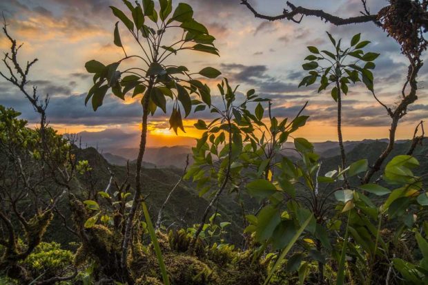 Die Hügelkette um den Ko'olau auf O'ahu, der drittgrößten Insel des hawaiianischen Archipels. Forscher untersuchten die Auswirkungen von eingebrachten Arten und dem Alter der Insel auf die vorherrschende Biodiversität. Foto: iDiV, William Weaver