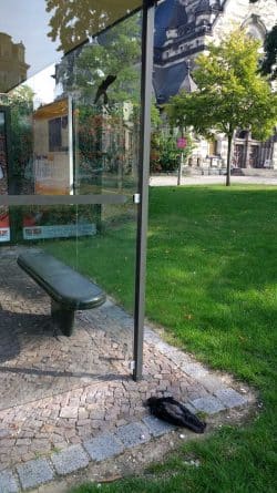 Die Vogelsilhouette nutzt nichts - toter Vogel am Nordplatz. Foto: NABU Leipzig