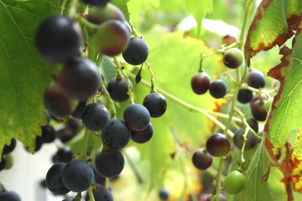 Hobbymäßiger Weinanbau am Störmthaler See ist erlaubt. Foto: Ralf Julke