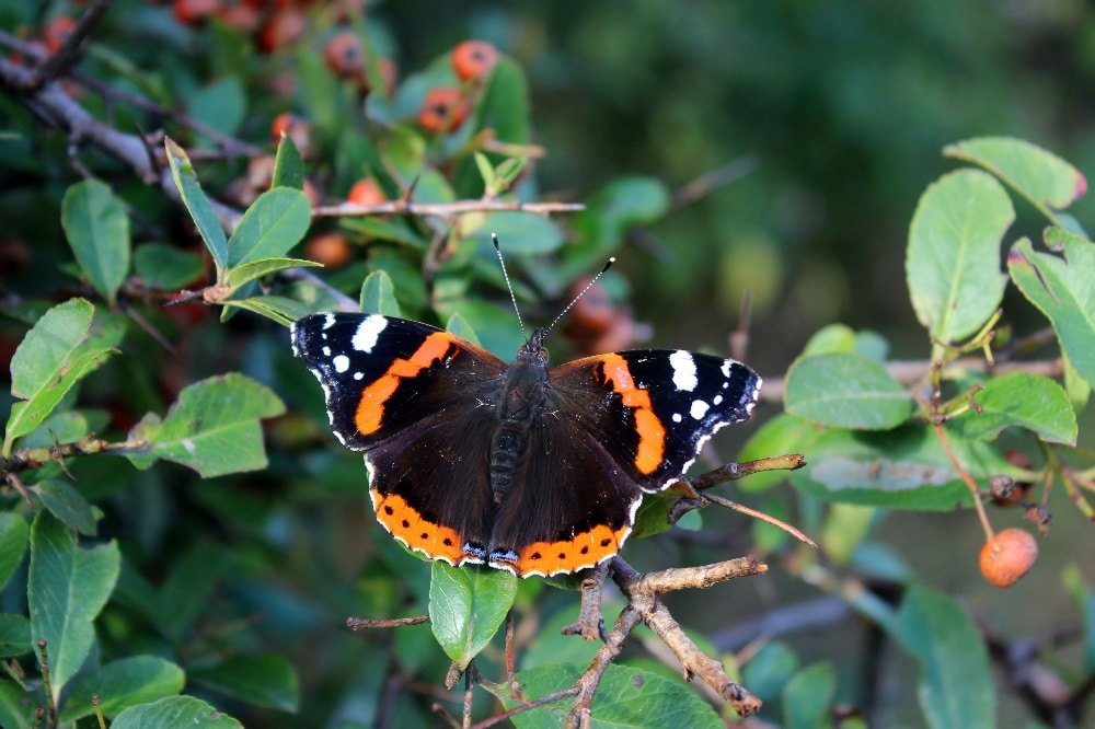 Einer der Gewinner: Der Wanderfalter Admiral legte beim Insektensommer im Vergleich zum Vorjahr deutlich zu. Foto: Ina Ebert