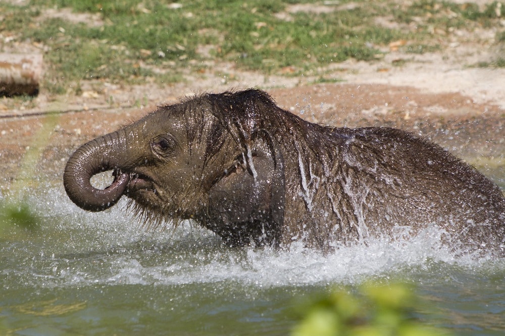 Ben Long badet © Zoo Leipzig