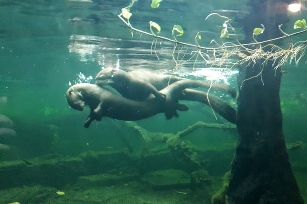 Das neue Riesenotterpaar am Unterwassereinblick &copy; Zoo Leipzig