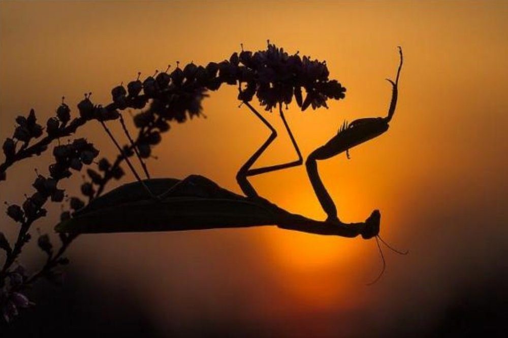 Die Gottesanbeterin (Mantis religiosa). Foto: Sandra Malz/naturgucker.de