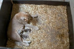 Die beiden Löwenjungtiere trinken bei Kigali © Zoo Leipzig. Videoüberwachung