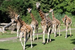 Giraffen ziehen über die Kiwara-Savanne © Zoo Leipzig