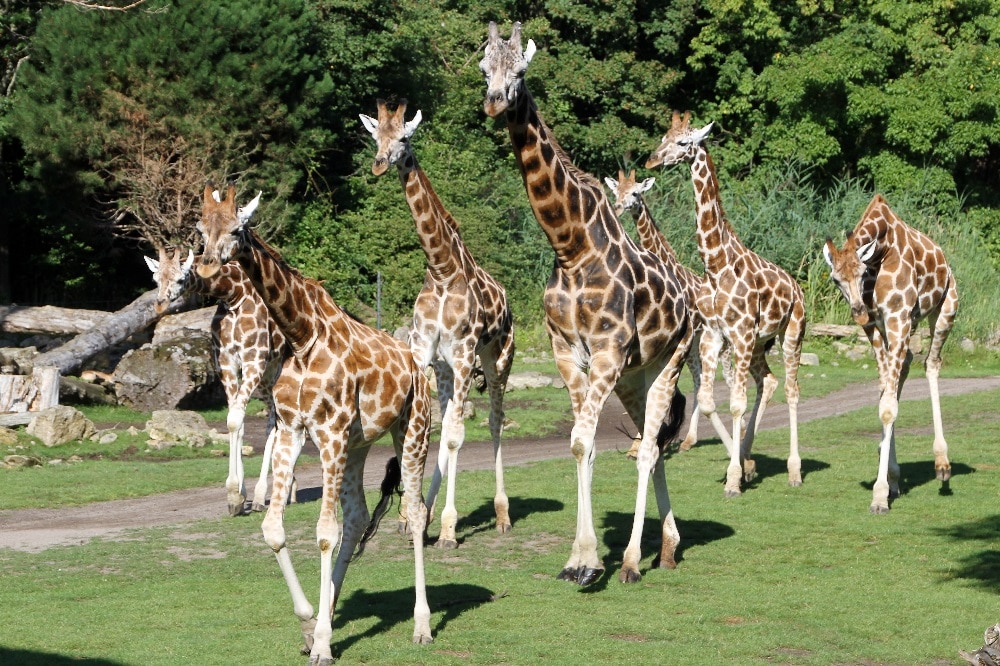 Giraffen ziehen über die Kiwara-Savanne © Zoo Leipzig