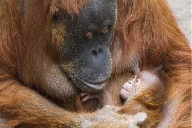 Pini mit ihrer Tochter &copy; Zoo Leipzig