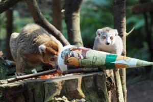 Schulanfang bei den Kronenmakis © Zoo Leipzig