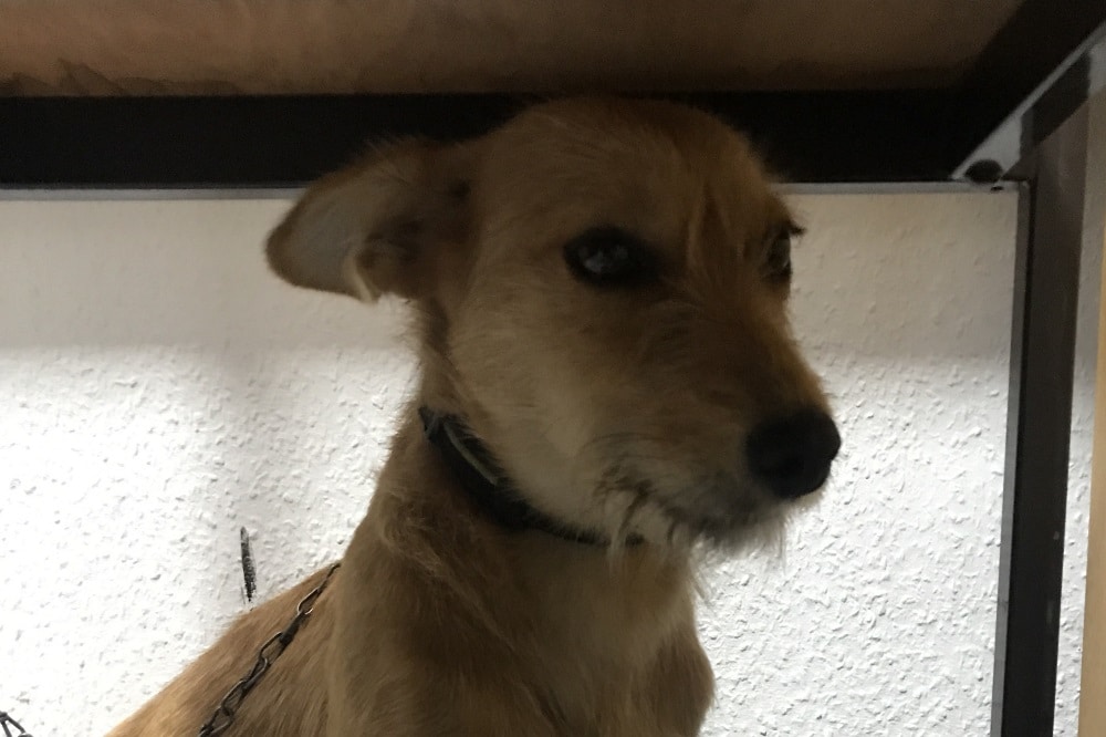 "Struppi" bei der Bundespolizei Leipzig Bild: Bundespolizei Leipzig