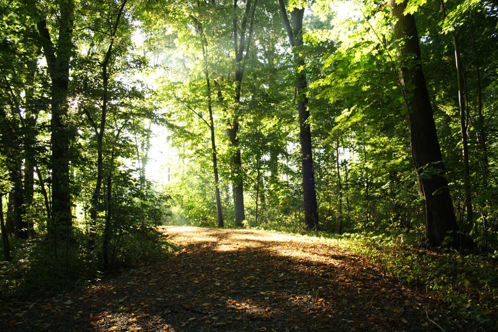 Im Leipziger Auenwald. Foto: Ralf Julke