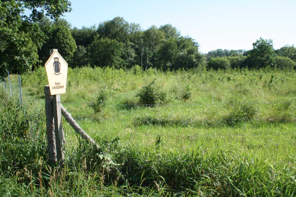 Waldpflanzung im Leipziger Auengebiet. Foto: Ralf Julke