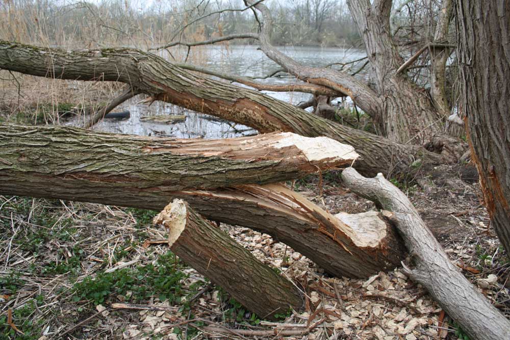 Bibers Werk am Elsterbecken. Foto: Ralf Julke