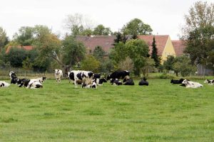 Dorfleben mit Kühen. Foto: Matthias Weidemann