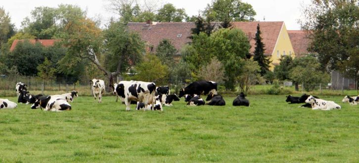 Dorfleben mit Kühen. Foto: Matthias Weidemann