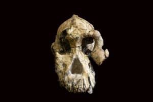 Der 3,8 Millionen Jahre alte fossile Schädel eines Australopithecus anamensis ist erstaunlich gut erhalten. Foto: Dale Omori, Cleveland Museum of Natural History