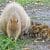 Capybara-Jungtiere mit Mutter © Zoo Leipzig