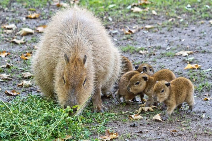 Capybara-Jungtiere mit Mutter © Zoo Leipzig