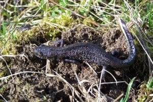 Kammmolchmännchen bei der Wanderung, Foto: Dr. Wolf Große