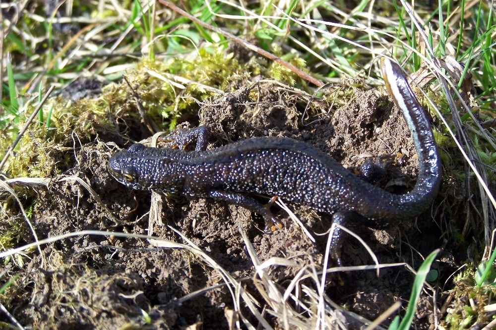 Kammmolchmännchen bei der Wanderung, Foto: Dr. Wolf Große