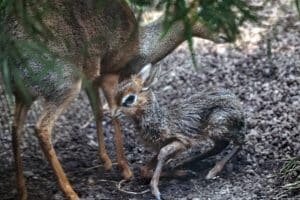 Kirk DikDikjungtier mit Mutter Adia &copy; Zoo Leipzig