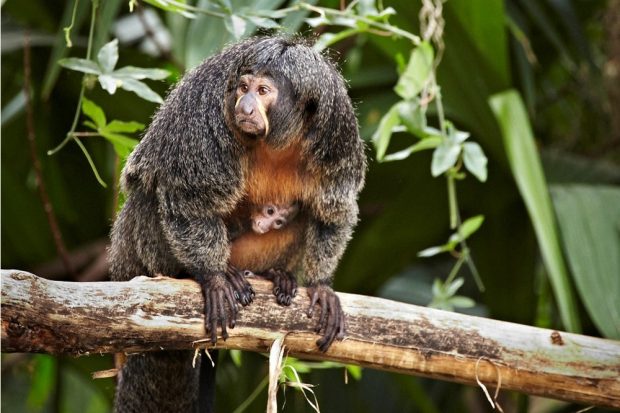 Weißgesichtssakinachwuchs in Gondwanaland © Zoo Leipzig