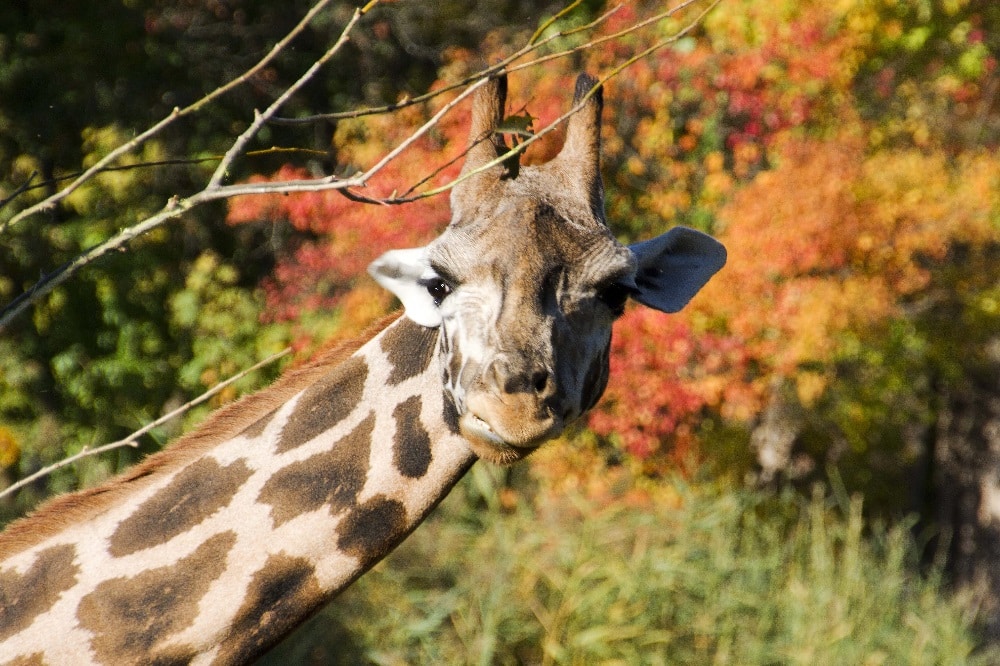 Der Herbst startet mit den Entdeckertagen Backstage © Zoo Leipzig