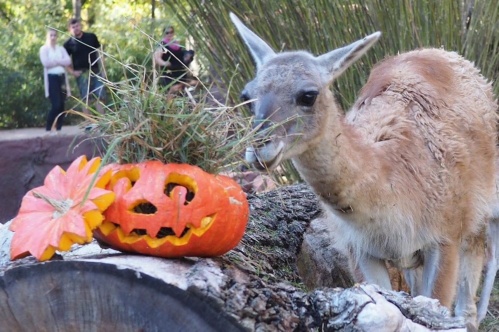Halloween im Zoo. Guanako am Kürbis © Zoo Leipzig