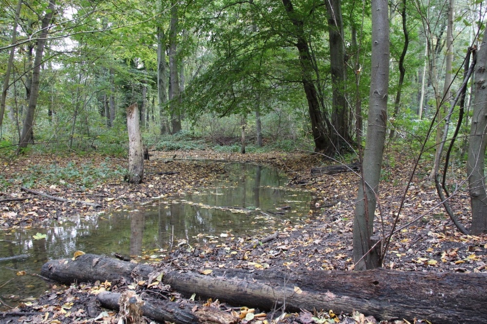 Burgauenbachjubiläum – seit 20 Jahren fließt er durch den Auwald. Foto: Dr. Maria Vlaic
