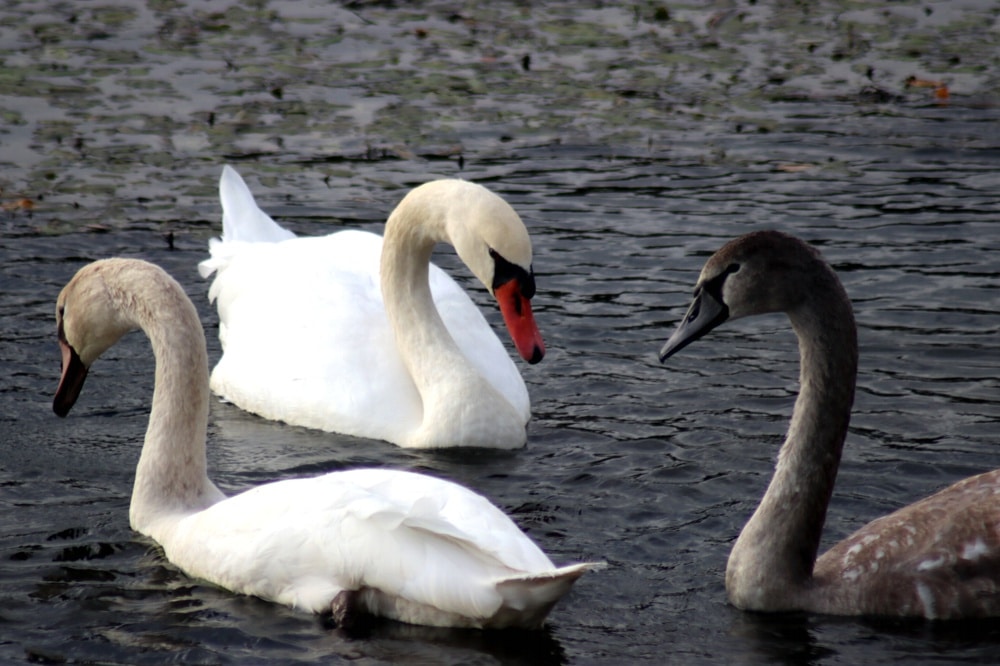 Schwäne mit Nachwuchs auf dem Elsterbecken. Foto: LZ