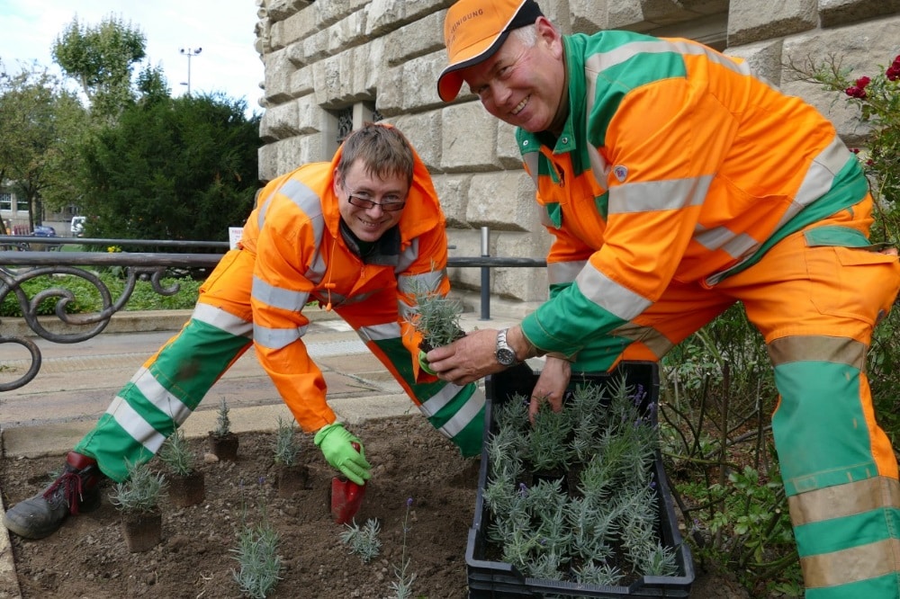 Gärtner pflanzen Lavendel. Quelle: Stadtreinigung Leipzig