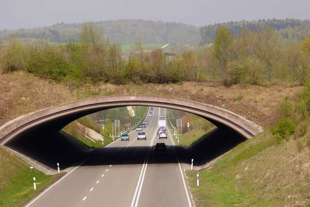 Grünbrücken sind wertvolle Bausteine im Biotopverbund, ermöglichen sie doch Tieren biotopübergreifend die gefahrlose Überquerung von Straßen und somit auch den Genaustausch. Foto: M. Hermann