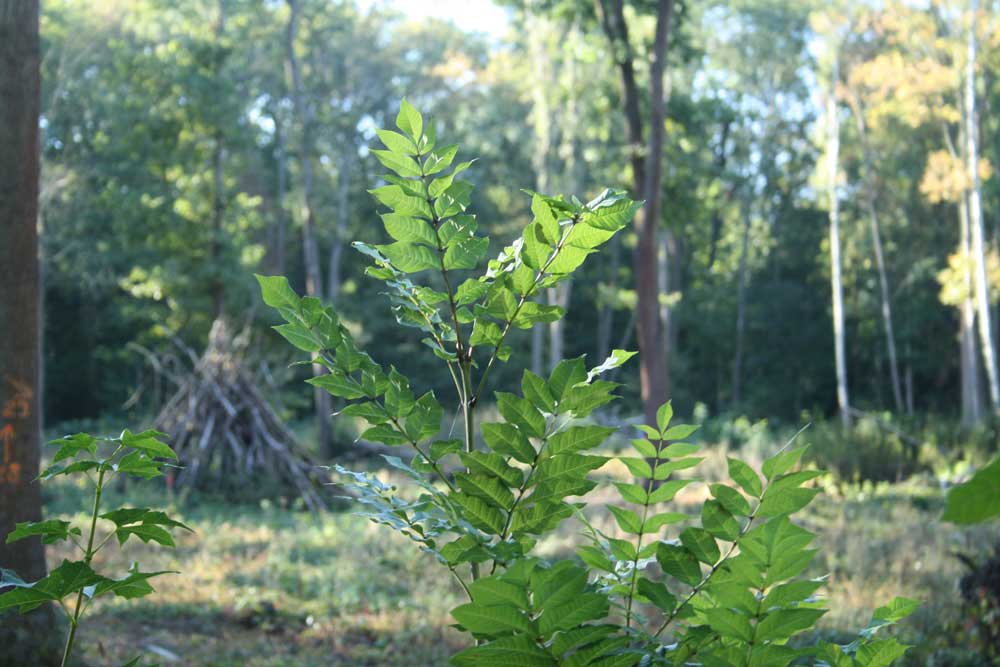 Der Auenwald braucht eine ökologische Waldpflege. Foto: Ralf Julke