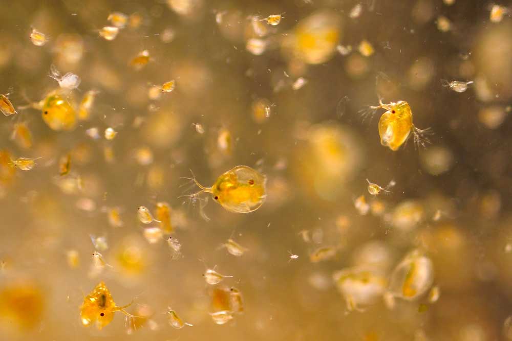 Pestizide können bereits in geringsten Konzentrationen Wirkungen auf sensitive Individuen haben. Das zeigen u.a. die Versuche mit Wasserflöhen. Foto: André Künzelmann / UFZ