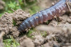 Regenwürmer sind wichtig für das Funktionieren von Ökosystemen. Foto: Valentin Gutekunst