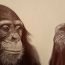 Zeichnung eines Schimpansen von Enrique Guisado Triay, einem kubanischen Künstler, der aktuell in Leipzig lebt und wirkt. Foto: Enrique Guisado Triay