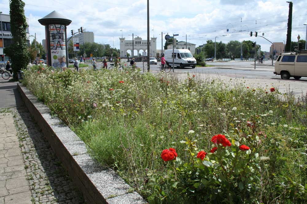 Rosenbeet an der Windmühlenstraße. Foto: Ralf Julke