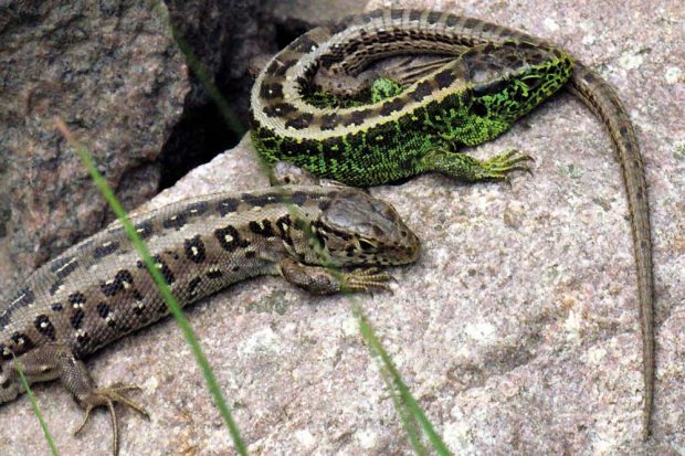 Zauneidechsen, Weibchen und Männchen (Lacerta agilis). Foto: DB AG/Frank Kniestedt