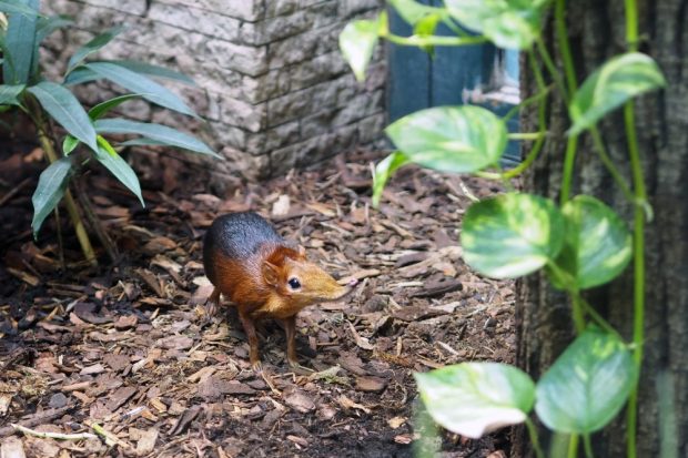 Die Neuen im Vogelhaus: Rotschulter Rüsselhündchen © Zoo Leipzig