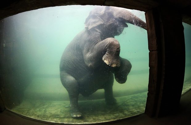 Elefantenkuh Trinh beim morgendlichen Bad. © Zoo Leipzig
