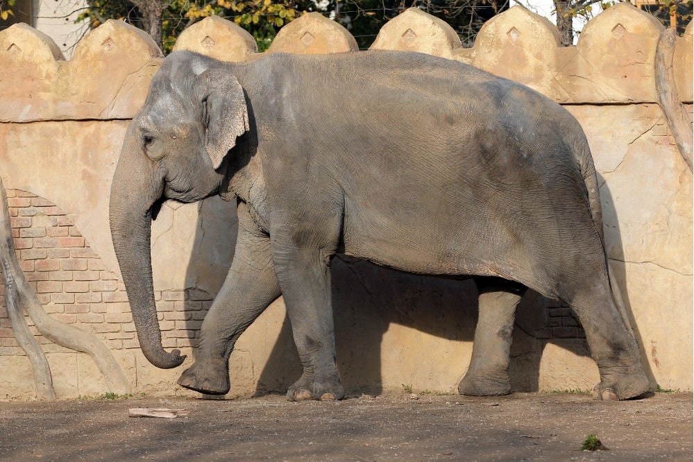 Elefantenkuh Thura auf der Außenanlage © Zoo Leipzig