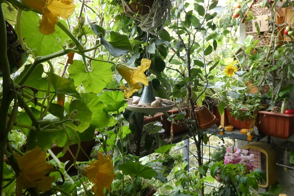 Blühender Bio-Balkon. © Birgit Schattling