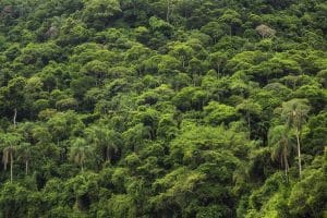 Die Regenwälder der Erde binden große Mengen an Kohlenstoff in ihrer Biomasse und sind damit eine entscheidende Kohlenstoffsenke. Foto: R-M-Nunes_Shutterstock