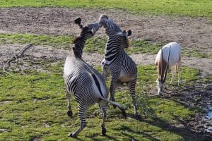 Grevy-Zebras toben ausgelassen auf der Savanne © Zoo Leipzig