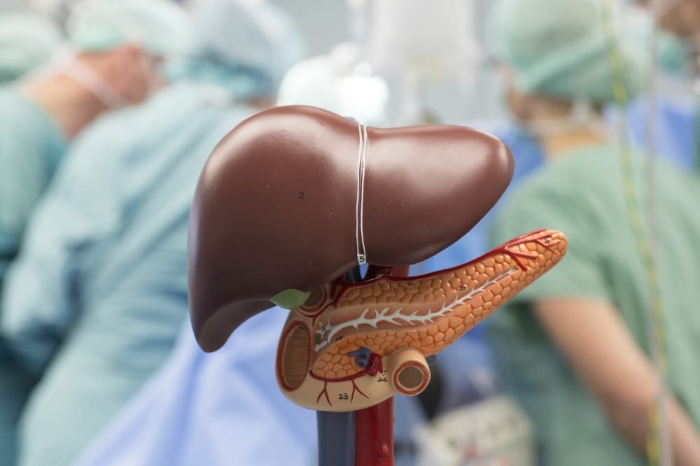 Modell einer Leber. Foto: Stefan Straube / UKL